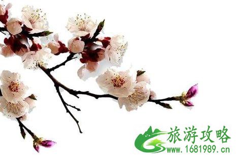 2022京郊赏花攻略 2022京郊赏花攻略