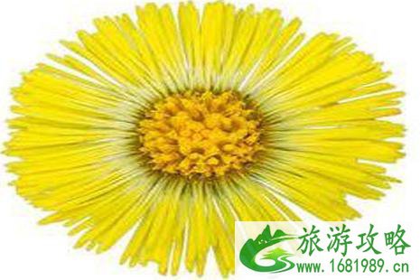 2022京郊赏花攻略 2022京郊赏花攻略