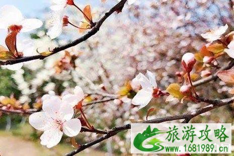 2022清明节北京哪里比较好玩 2022清明节北京哪里比较好玩