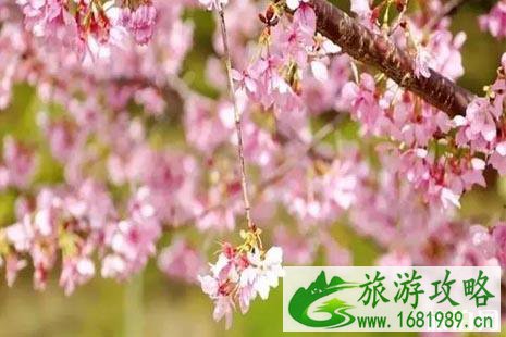 2022年四月广东去哪里旅游好玩点+攻略