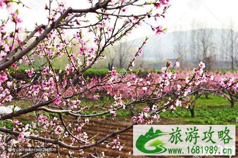 2022安丘辉渠桃花节4月5日至20日开启 附活动信息 2022安丘辉渠桃花节4月5日至20日开启 附活动信息