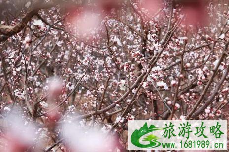 2022北京花节活动攻略