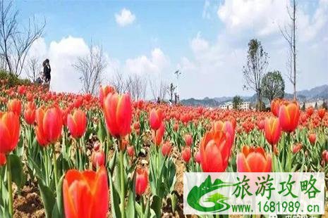 2022乌当羊昌花画小镇要门票吗 附近期花展信息