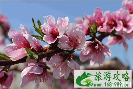 2022昌乐土埠沟桃花节4月6日开启