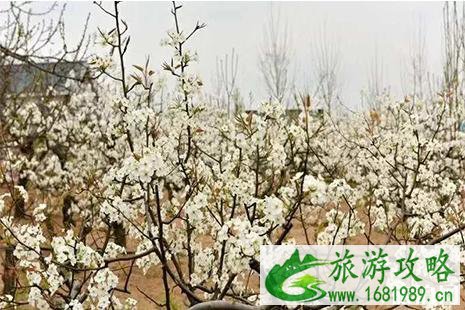 2022安丘梨花节4月6日开启 附活动信息