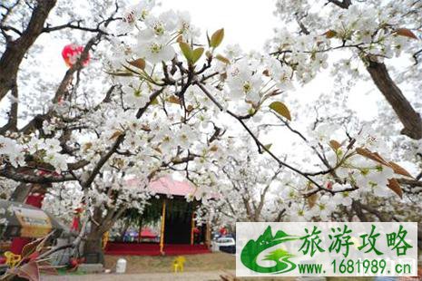 2022河北威县梨花节 时间+游玩攻略