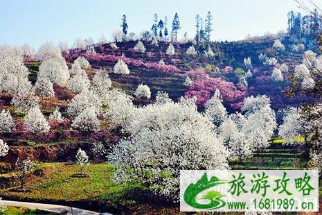 2022河北威县梨花节 时间+游玩攻略