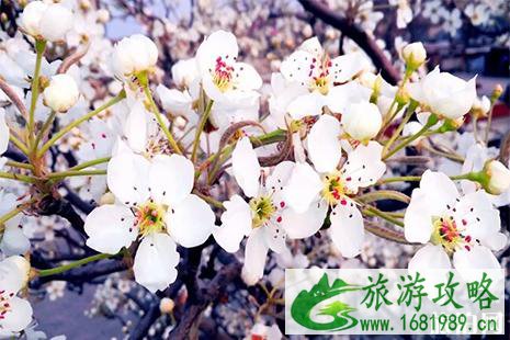 2022河北魏县梨花节 地点+路线+游玩攻略
