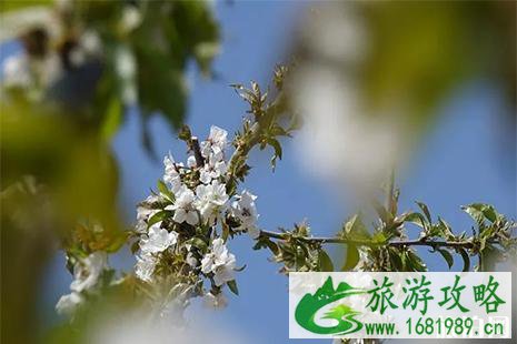 2022石家庄赞皇秦家庄山花节4月1日开启 附活动信息
