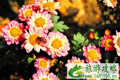 2022佛山清明交通管制 2022佛山清明交通管制