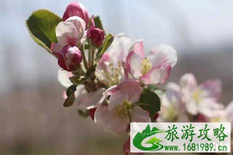 2022威宁苹果花节3月30日开启
