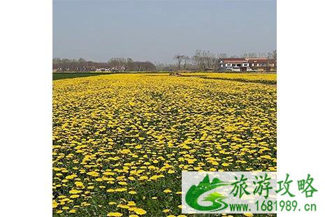 2022老子故里蒲公英花节4月1日开启 2022老子故里蒲公英花节4月1日开启