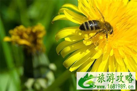 2022老子故里蒲公英花节4月1日开启 2022老子故里蒲公英花节4月1日开启