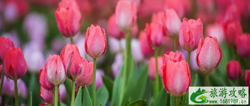 2022泾河郁金香花期+交通指南 2022泾河郁金香花期+交通指南