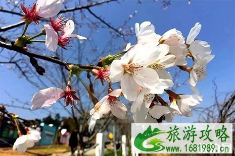 2022乐清近期哪里的花开了 乐清赏花好去处