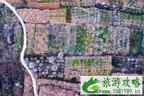 2022鄠邑太平国家森林公园紫荆花节4月1日开启