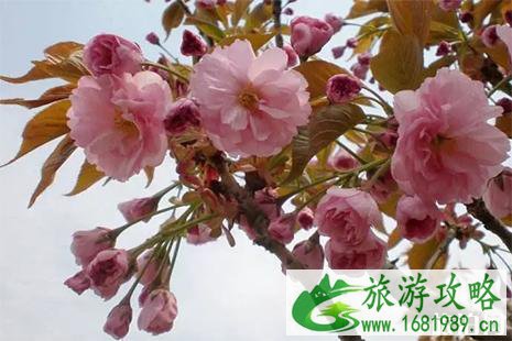 2022大竹樱花节3月29日开启
