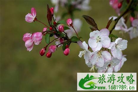 2022大竹樱花节3月29日开启