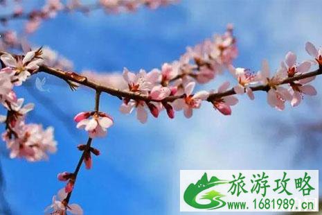 2022青田章旦桃花节活动攻略