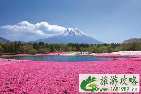 2022富士芝樱祭游玩攻略