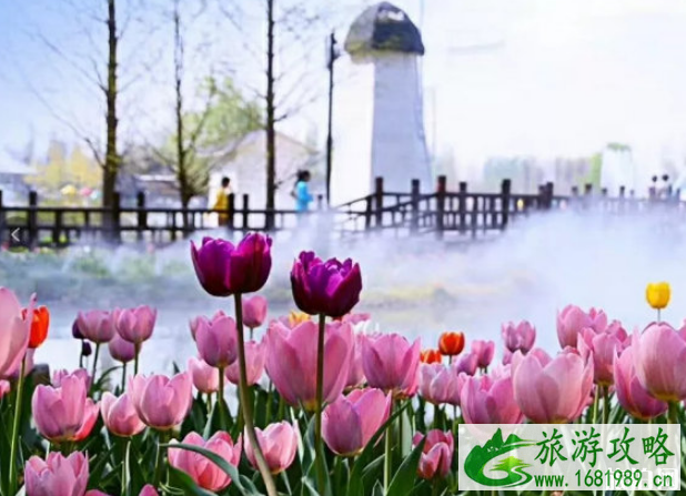 北京郁金香什么时候开放 北京公园哪里有郁金香