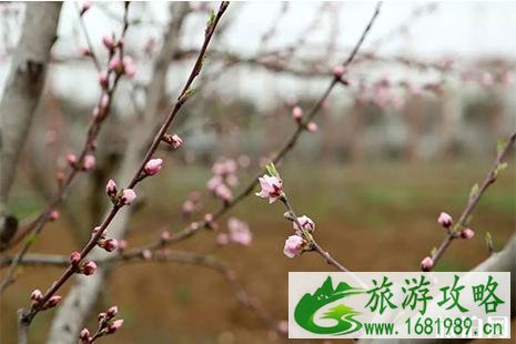 2022蒙城楚村陈仙桥桃花节3月30日开启