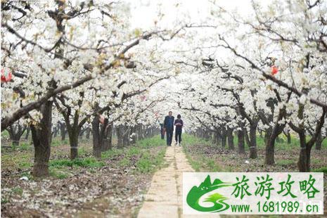 2022河北梨花节是什么时候+在哪里