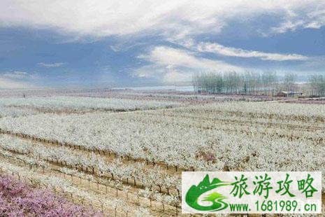 2022河北梨花节是什么时候+在哪里