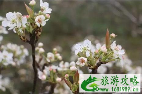 2022锦屏敦寨梨花节3月23日开启 附活动时间安排