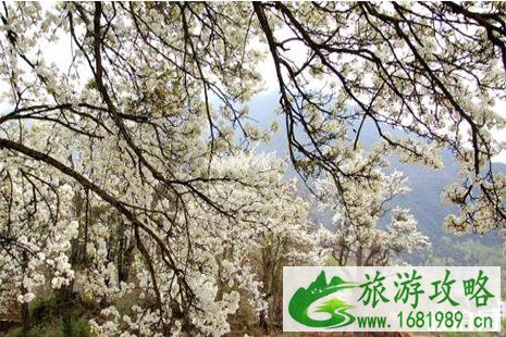 2022孟津会盟梨花节3月26日开启