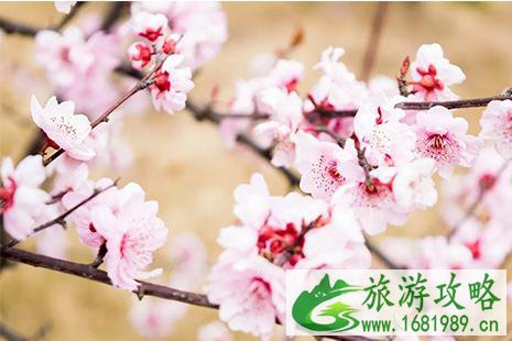 秦皇岛赏花的地方推荐 秦皇岛赏花的地方推荐