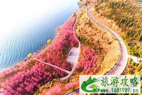 2022抚仙湖樱花节门票 抚仙湖游玩攻略