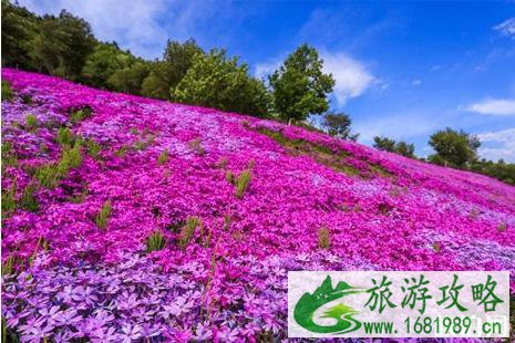 东藻琴芝樱公园在哪里+游玩攻略