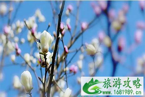 抚州赏花好去处 附抚州赏花地图 抚州赏花好去处 附抚州赏花地图