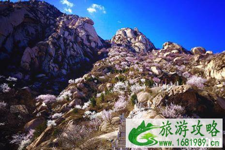 凤凰岭杏花开了么 2022凤凰岭杏花节开幕时间+推荐路线 凤凰岭杏花开了么 2022凤凰岭杏花节开幕时间+推荐路线