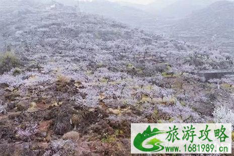 2022普定梭筛湖桃花岛赏桃花攻略 2022普定梭筛湖桃花岛赏桃花攻略