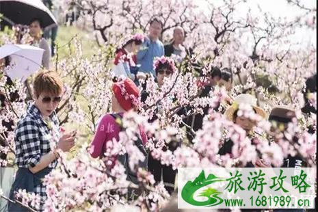 2022奉化水蜜桃文化节 附活动时间表 2022奉化水蜜桃文化节 附活动时间表