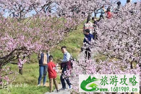 2022奉化水蜜桃文化节 附活动时间表 2022奉化水蜜桃文化节 附活动时间表