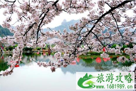 2022东湖樱花节便民交通指南 2022东湖樱花节便民交通指南