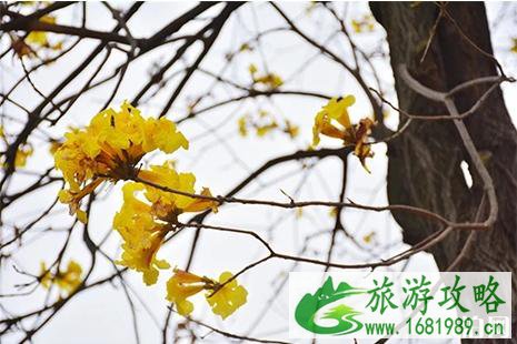 佛山赏花好去处