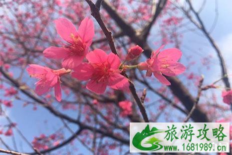佛山赏花好去处