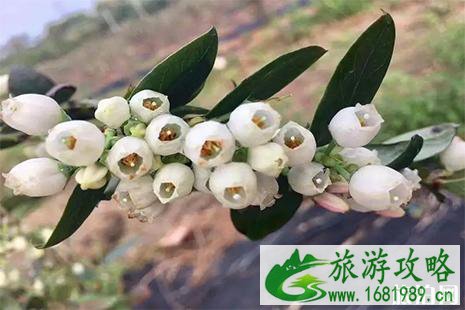 佛山赏花好去处