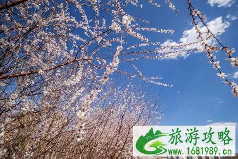 2022天津运河桃花旅游节时间+地点+交通 2022天津运河桃花旅游节时间+地点+交通