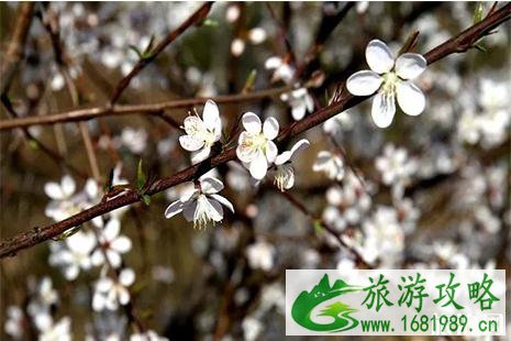 2022丹江口凉水河镇樱花节 时间+赏花攻略+线路