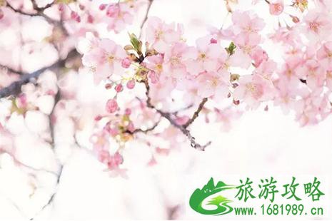 第二届宁海桥头胡樱花节3月20日开启 附活动时间安排 第二届宁海桥头胡樱花节3月20日开启 附活动时间安排