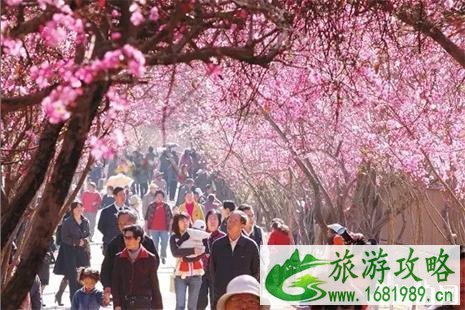 第二届宁海桥头胡樱花节3月20日开启 附活动时间安排 第二届宁海桥头胡樱花节3月20日开启 附活动时间安排