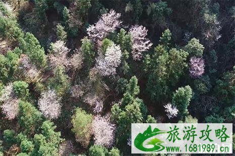 2022湖源首届野樱花观赏节3月16日开启