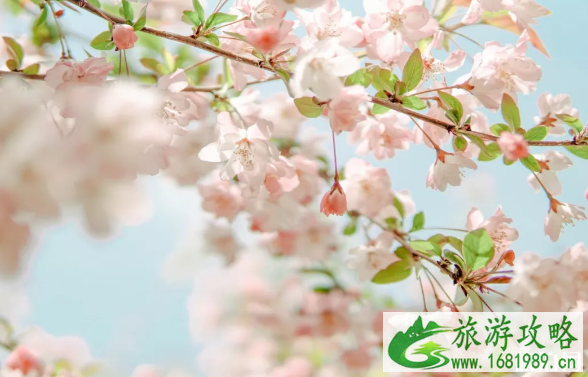 常州梅花什么时候开放 2022年常州公园花展地点