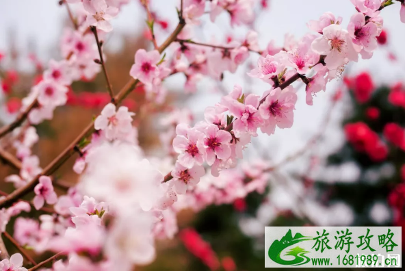 常州梅花什么时候开放 2022年常州公园花展地点