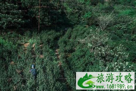 2022苏州天气什么时候晴 2022苏州春游好去处推荐